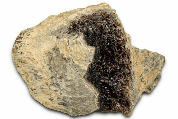 Fossil Tyrannosaur (T rex) Bone Section - Wyoming #328667